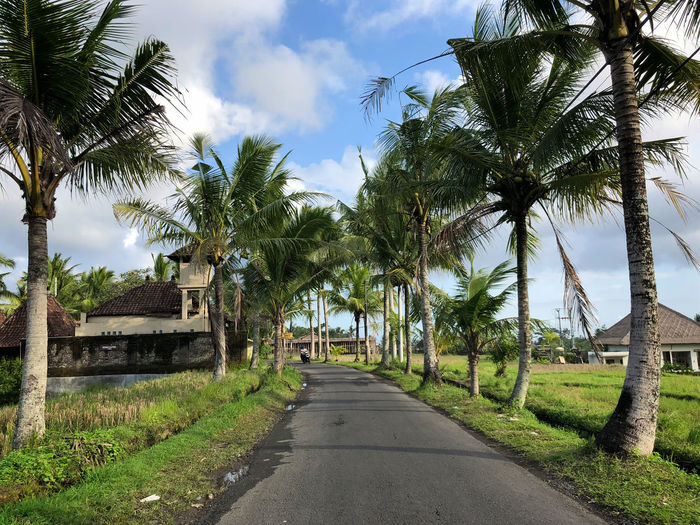 Road amidst palm trees against sky