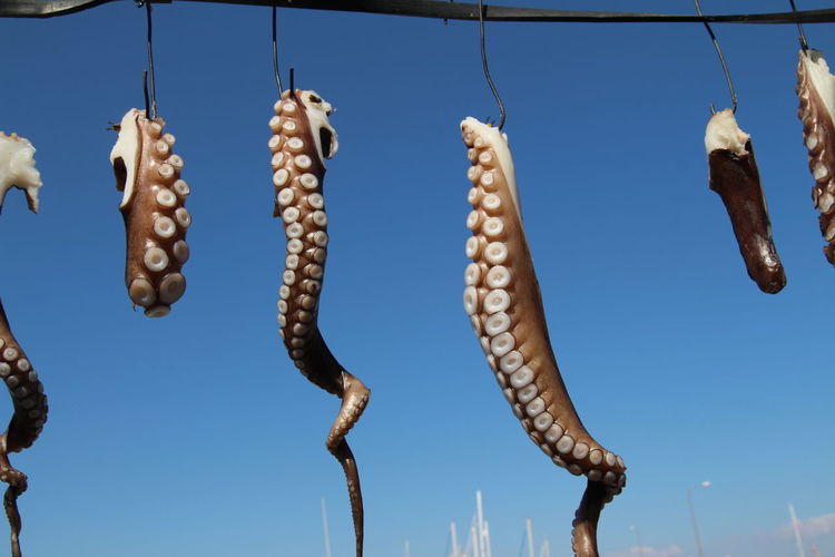 Low angle view of fish hanging against clear blue sky