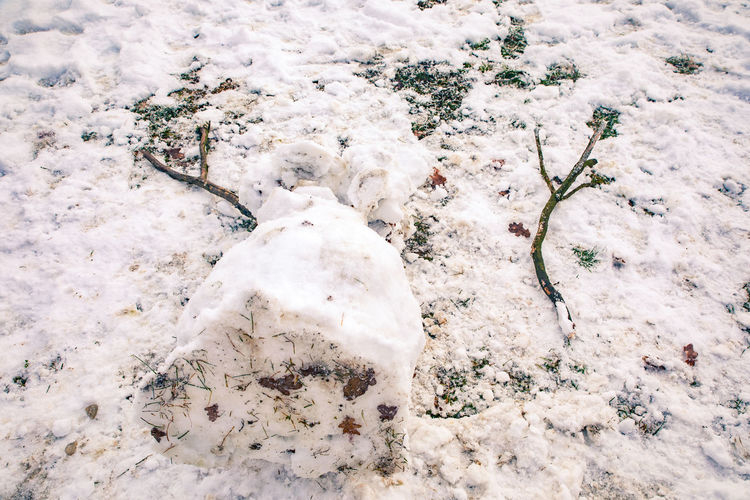 High angle view of dead plant on snow covered field