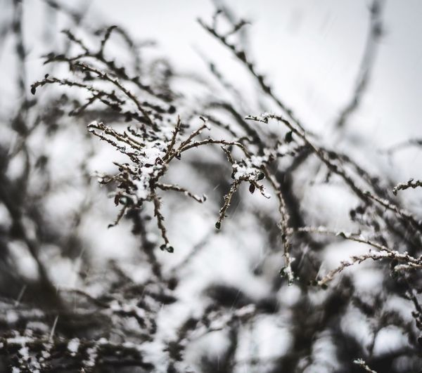 Close-up of snow on branch
