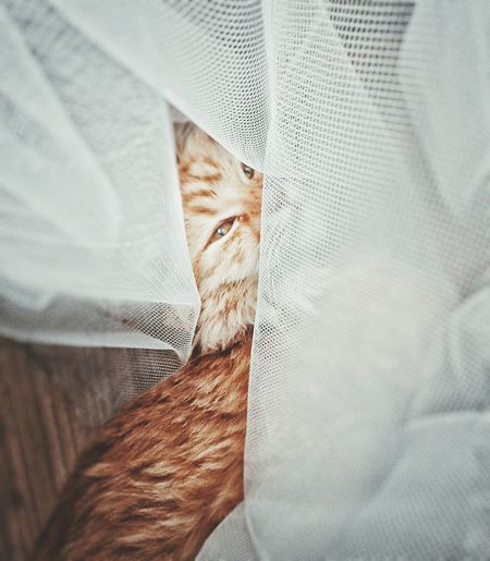 Close-up of cat