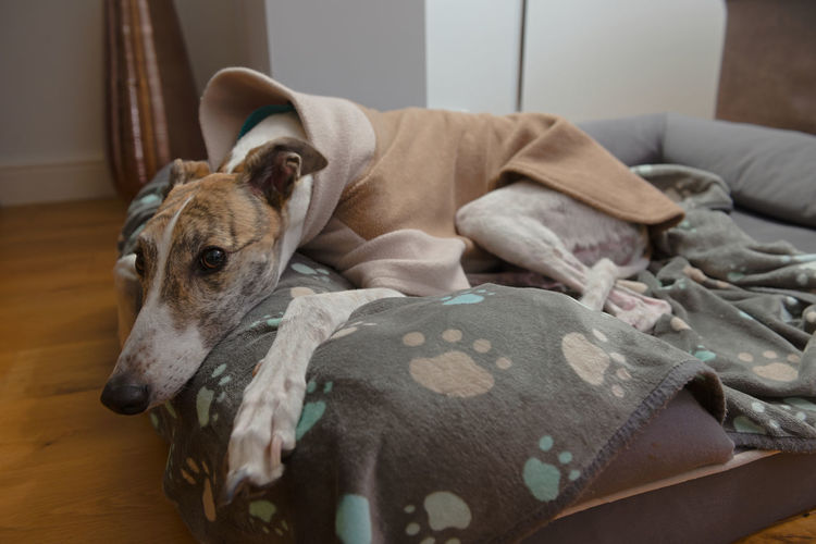 Wide angle close up of an adopted pet greyhounds face as she wears warm fleece