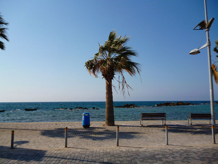 Palm tree on the windy coast of cyprus