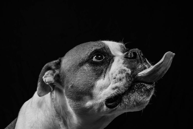Close-up of dog sticking out tongue against black background
