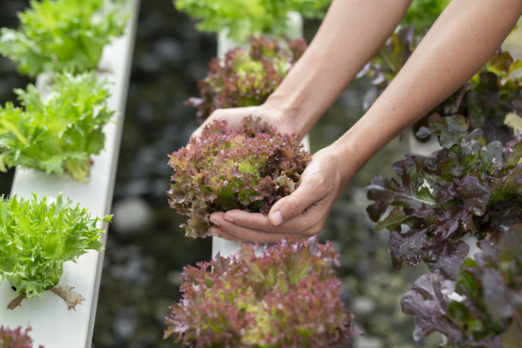 Midsection of person holding flowering plant