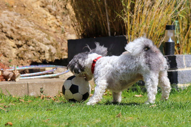 Scenic view of a small dog playing with a ball