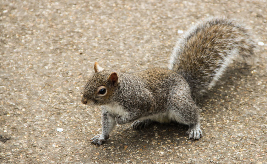 View of squirrel