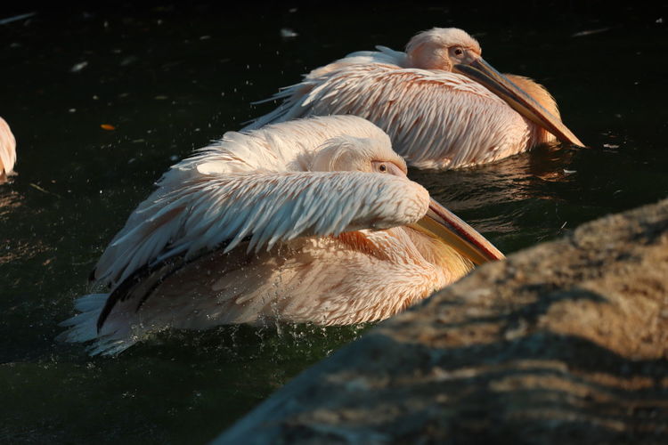 Pelicans on rock in lake