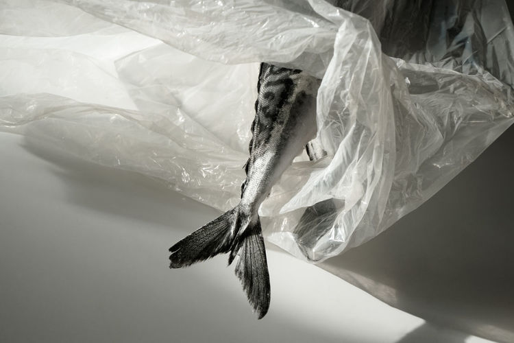 High angle view of dead fish hanging on bed