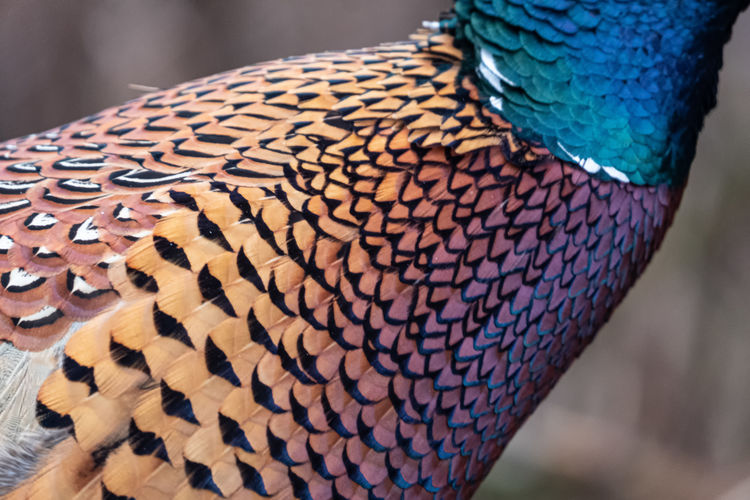 Close-up of pheasant