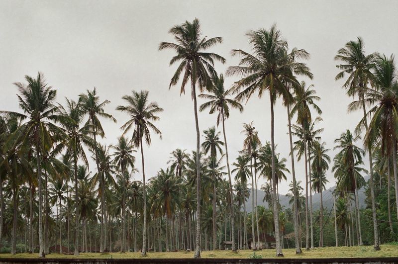 Palm trees on field