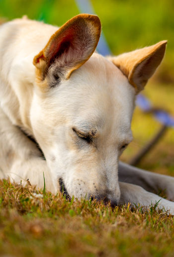 Close-up of a dog resting on field
