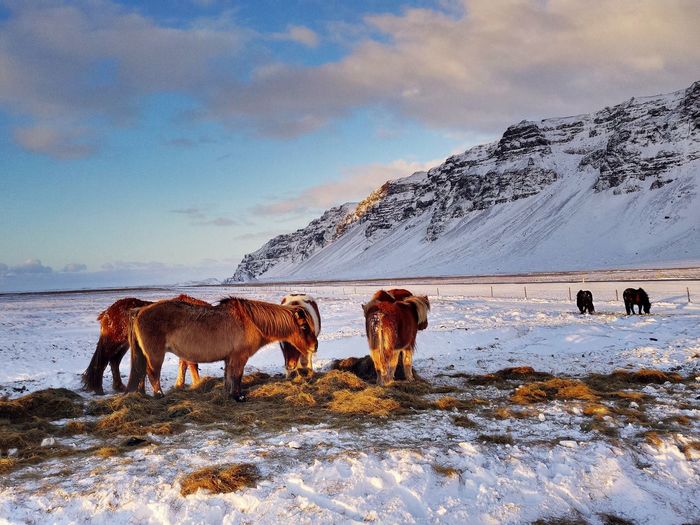 Horses on snow covered landscape against sky