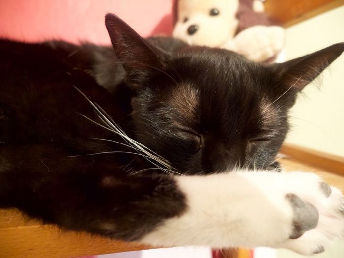 Close-up of cat resting on floor