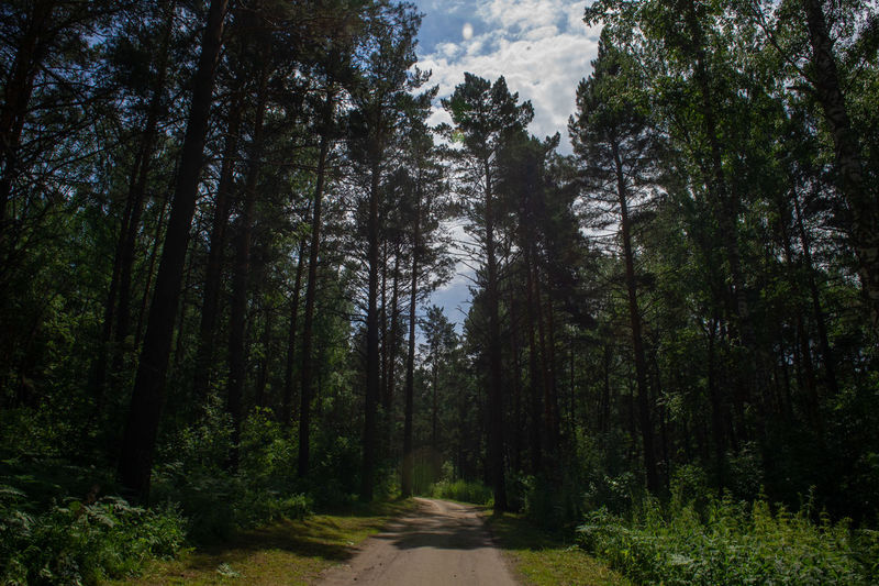 Road amidst trees in forest