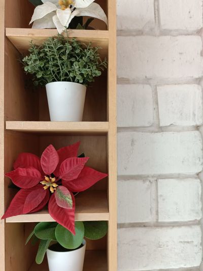 Close-up of potted plant