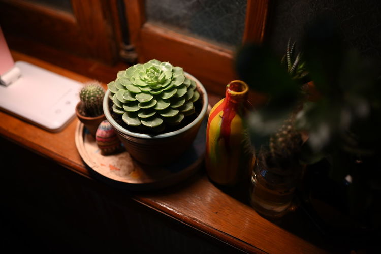Close-up of potted plant on table. succulent plant