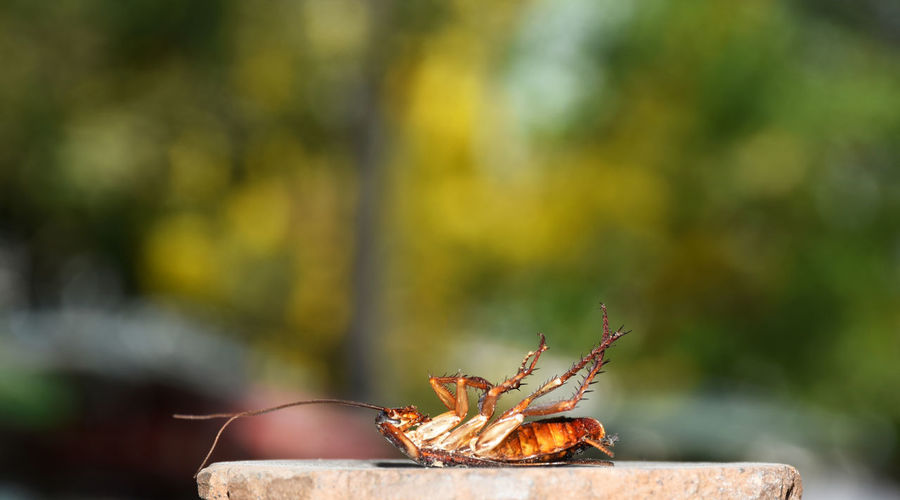 Cockroaches on a blurred background
