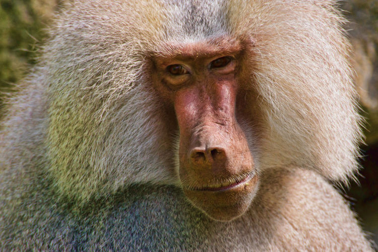 A baboon close-up portrait