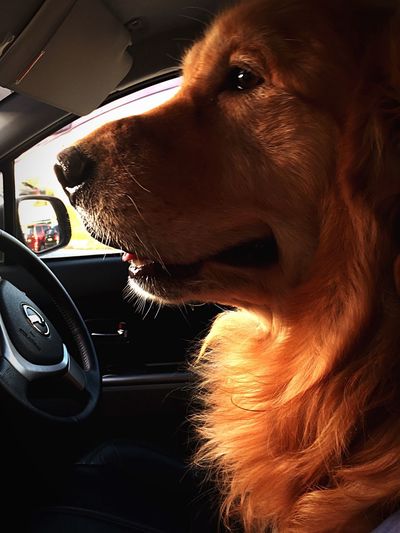Close-up of dog in car