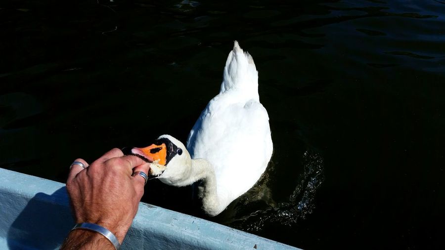 Cropped hand feeding swan by lake
