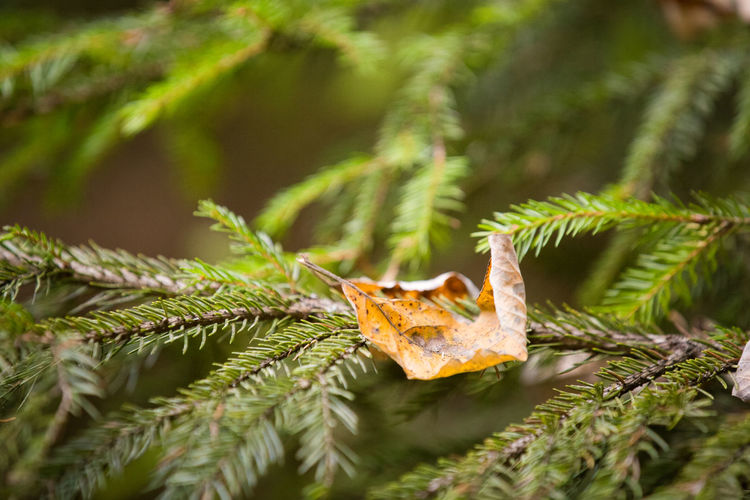 Close-up of maple leaves on tree branch