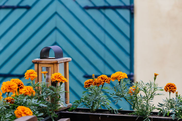 Close-up of yellow flowers blooming outdoors
