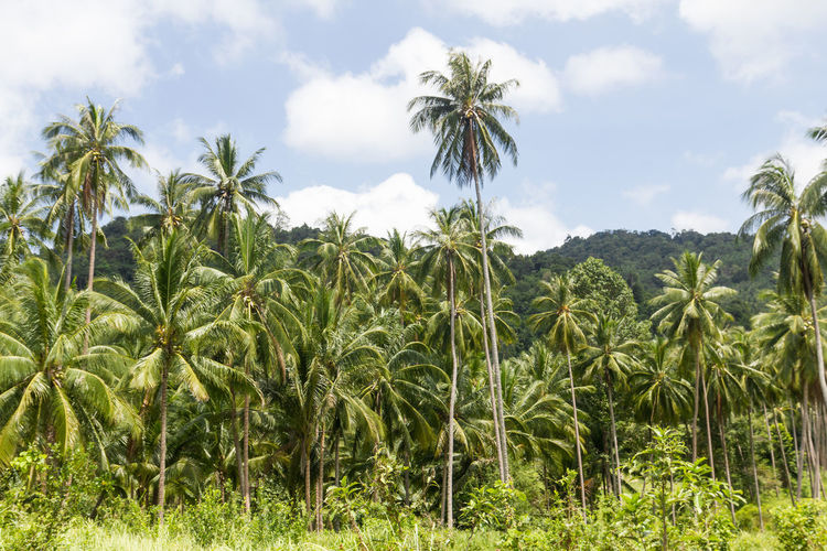 Panoramic view of coconut palm trees on field against sky