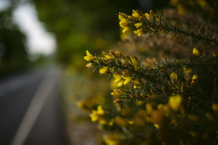 Close-up of yellow flowering plant on road