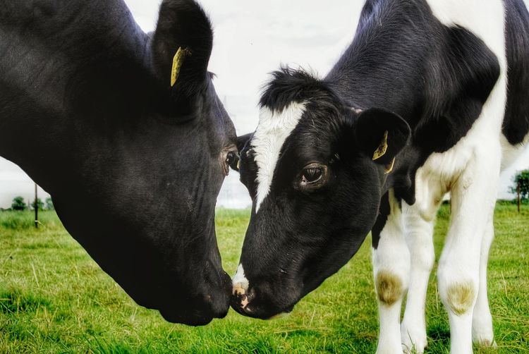 View of two domestic cows nuzzling in field