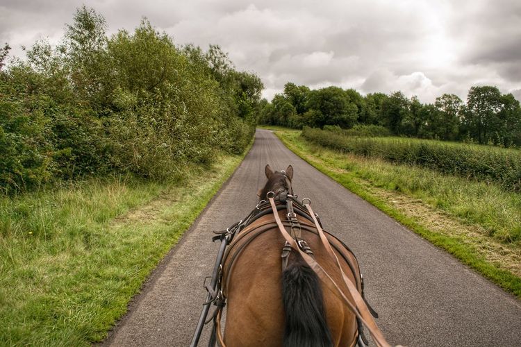 Horse cart on road amidst field against cloudy sky