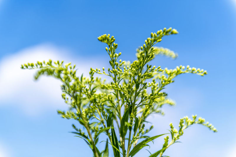 plant