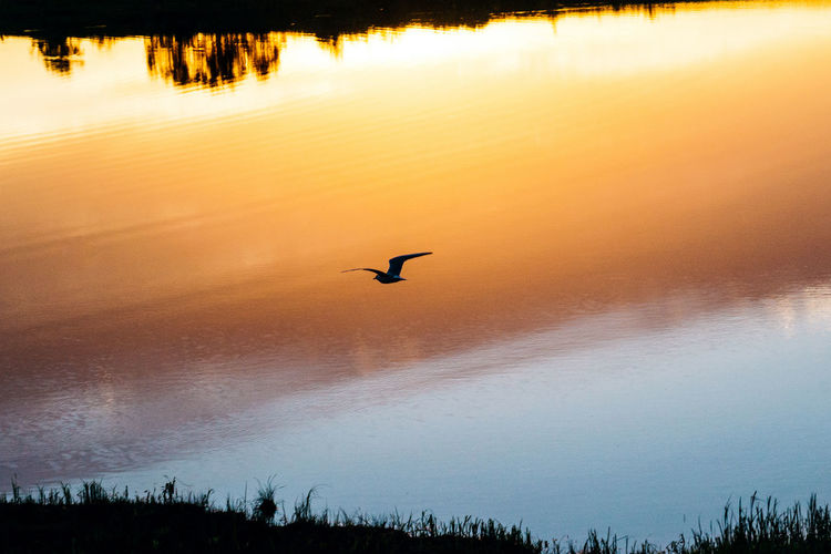 Silhouette birds flying over lake during sunset