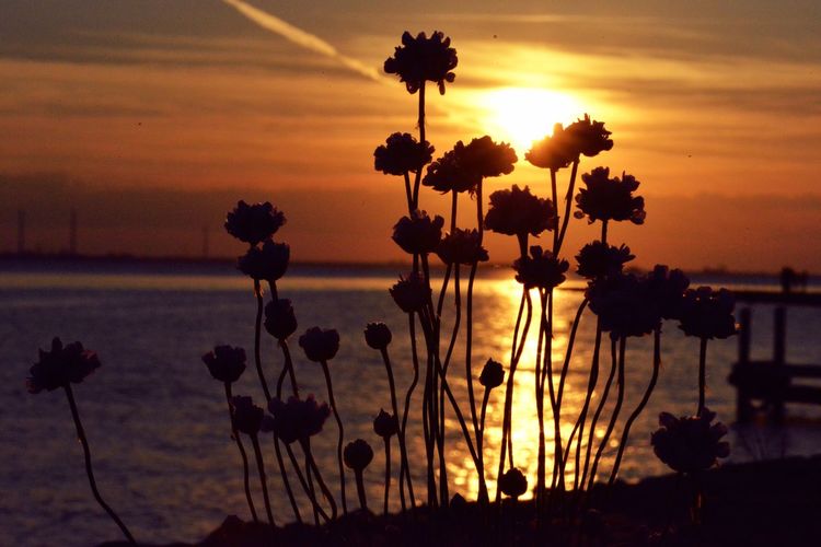 Silhouette plants by sea against romantic sky at sunset