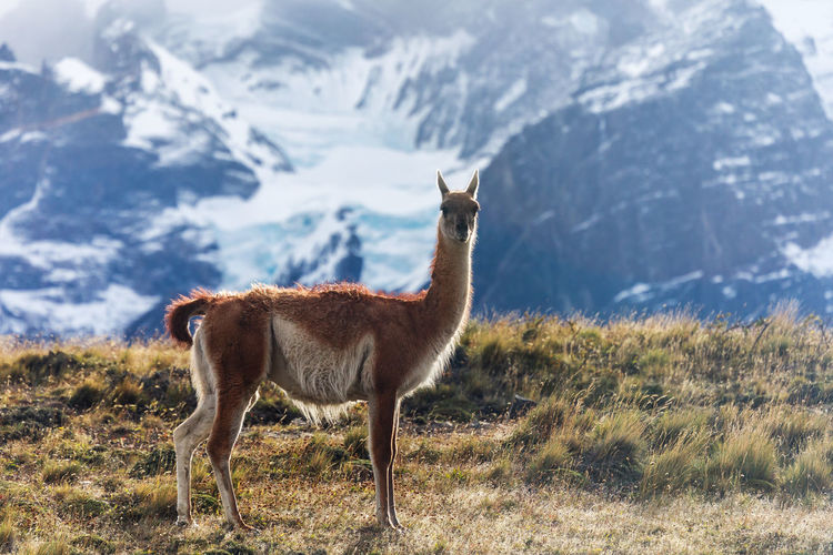 Guanaco standing on grassy field against snowcapped mountain