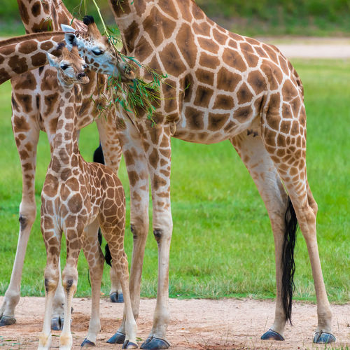 Giraffe family standing in zoo