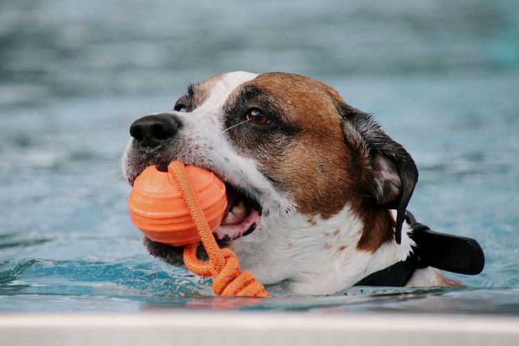Close-up of swimming dog