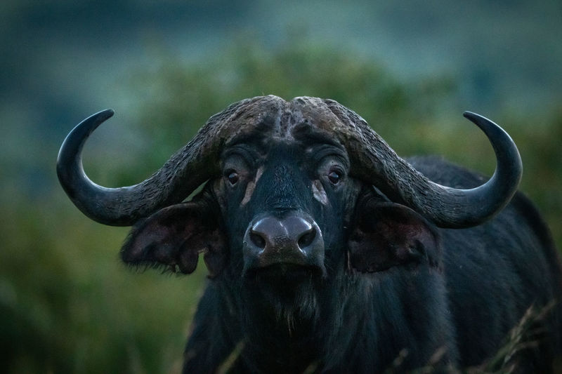 Close-up portrait of water buffalo on field