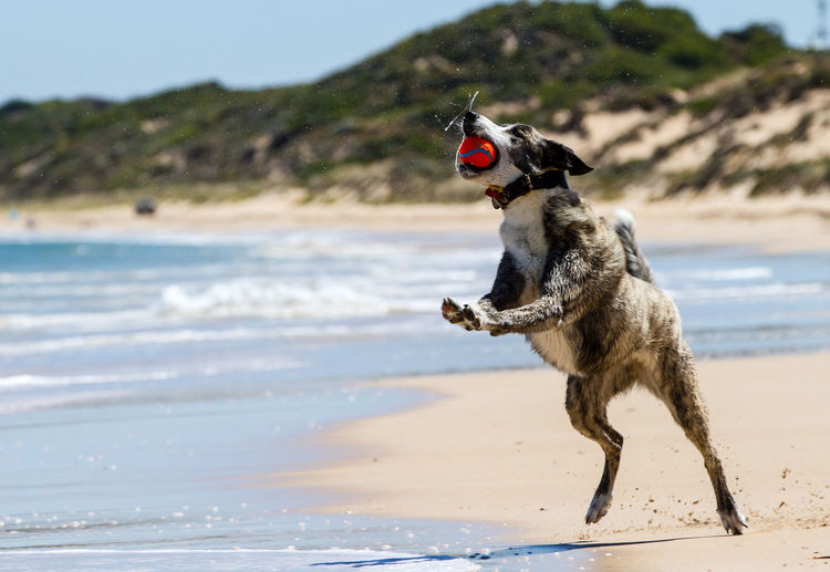 Dog catching ball on beach