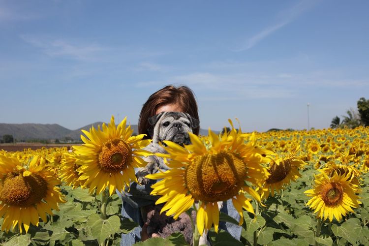 View of sunflowers on sunflower