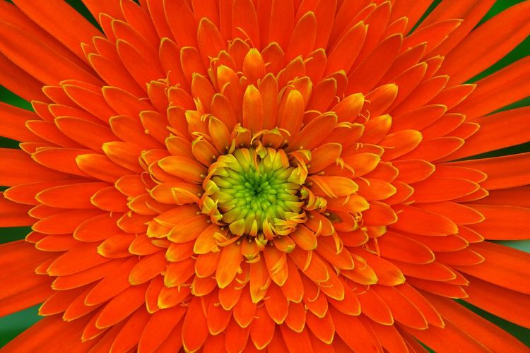 Full frame shot of orange flower