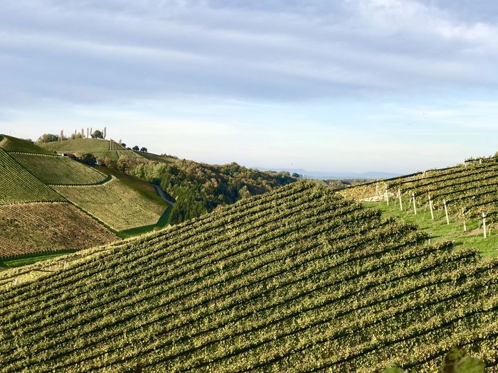 Scenic view of agricultural field against sky / making wine in austrian südsteiermark
