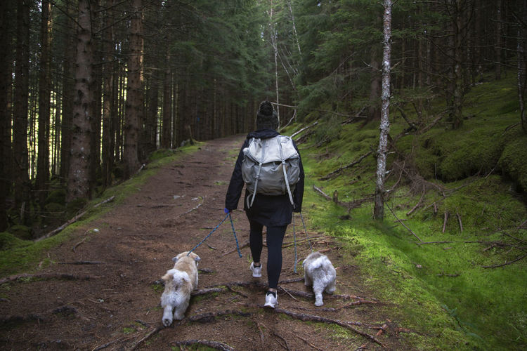A girl walking on a path in the woods with her two dogs