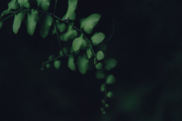 Close-up of plant at night