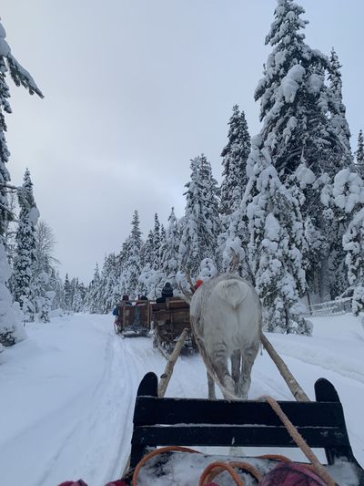 Point of view show of reindeer pulling sled