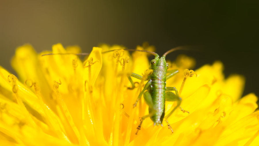 Close-up of insect on yellow flower