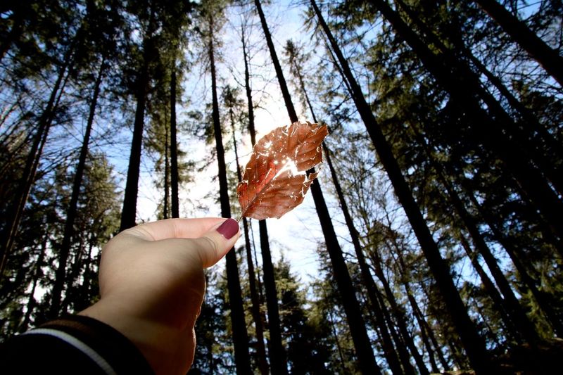 Low angle view of person holding maple leaf in forest