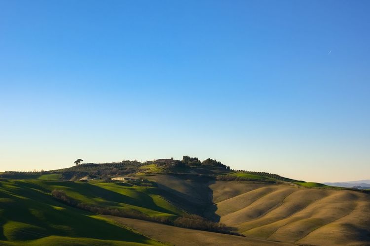 Scenic view of agricultural field against clear blue sky