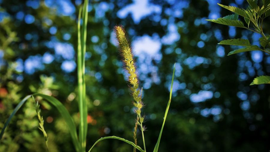Close-up of flowering plant on field