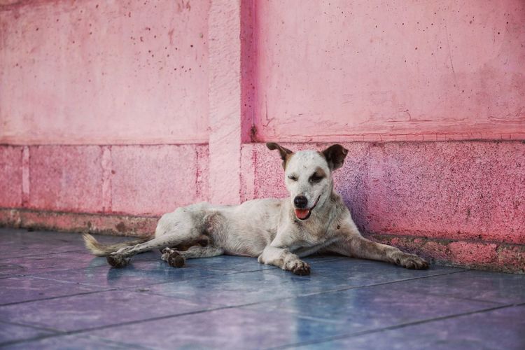 Dog lying on footpath against wall